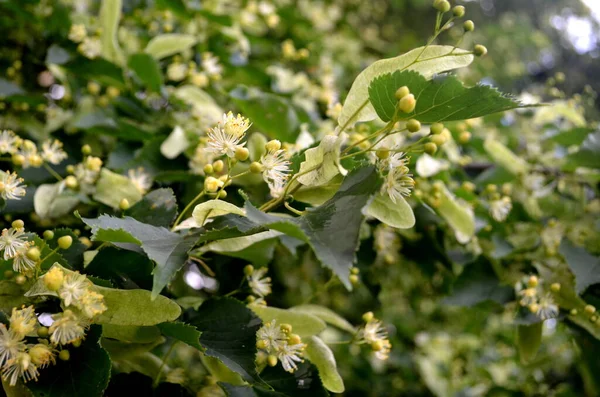 Fleurs Tilleul Fleurs Été — Photo