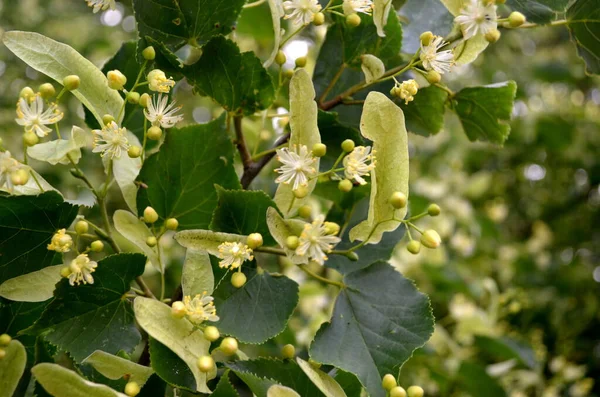 Flores Tilo Flor Verano — Foto de Stock