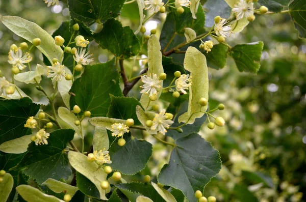 Fleurs Tilleul Fleurs Été — Photo