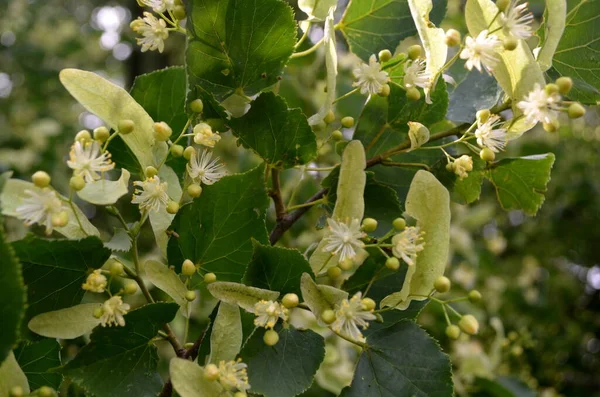 Fleurs Tilleul Fleurs Été — Photo