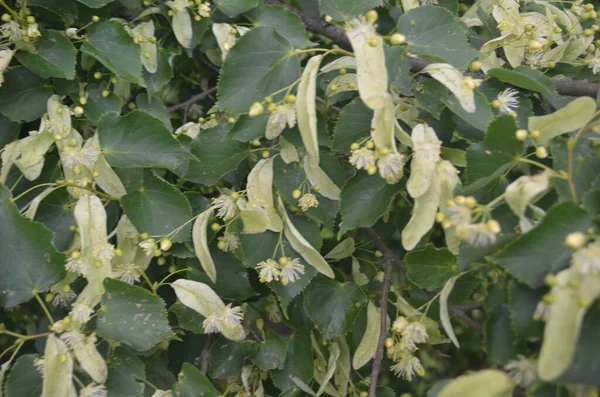 Fleurs Tilleul Fleurs Été — Photo