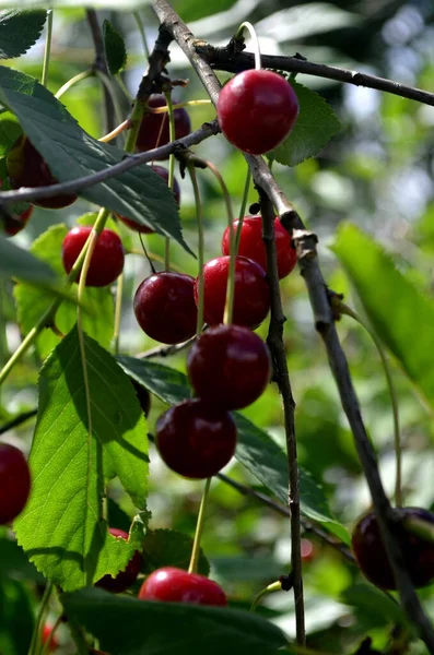 Ciliegio Aspro Maturo Fresco Che Pende Ciliegio Frutteto — Foto Stock