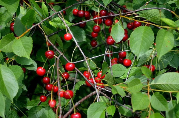 Ciliegio Aspro Maturo Fresco Che Pende Ciliegio Frutteto — Foto Stock