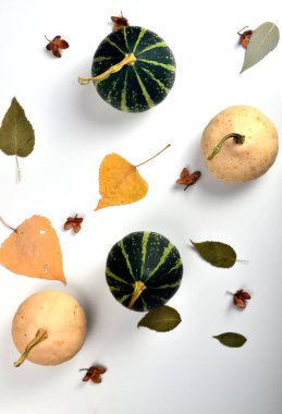 Beyaz arka planda bir grup renkli balkabağı ve ağaç yaprağı. Sonbahar hasadının resmi