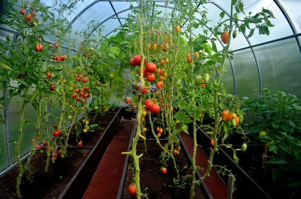 Mooie Rode Rijpe Tomaten Geteeld Een Kas — Stockfoto