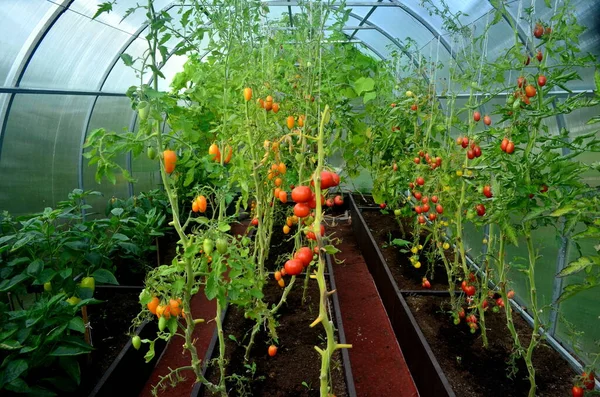 Schöne Rote Reife Tomaten Aus Einem Gewächshaus — Stockfoto