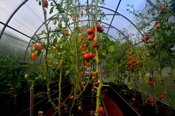 Belles Tomates Rouges Mûres Cultivées Dans Une Serre — Photo