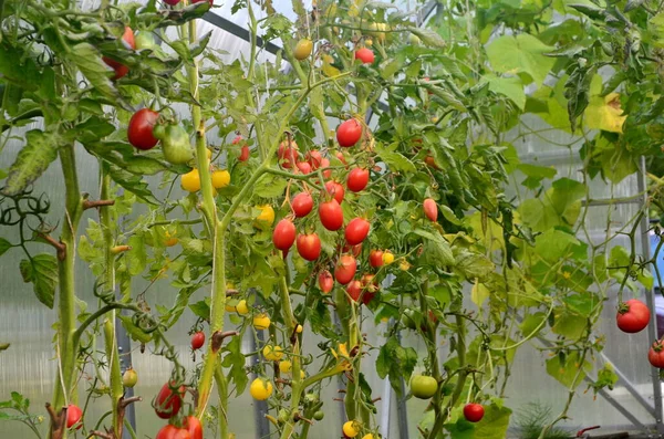 Mooie Rode Rijpe Tomaten Geteeld Een Kas — Stockfoto