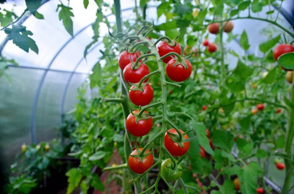 Schöne Rote Reife Tomaten Aus Einem Gewächshaus — Stockfoto