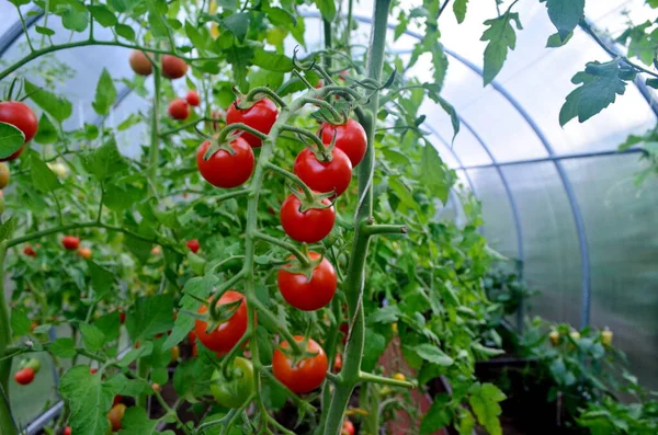 Serada yetişen güzel kırmızı domatesler..