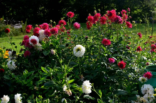 Garden Lots Colorful Autumn Flowers — Stock Photo, Image