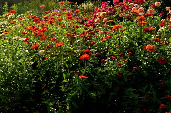 Garten Mit Vielen Bunten Herbstblumen — Stockfoto