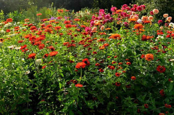 Garten Mit Vielen Bunten Herbstblumen — Stockfoto