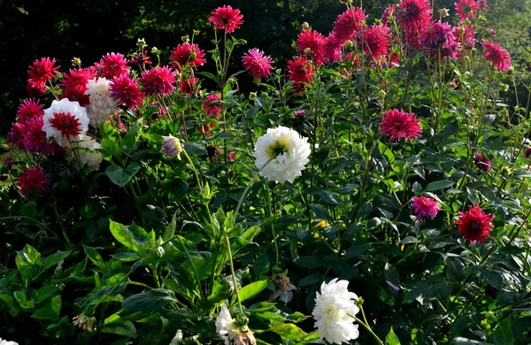 Κήπος Πολλά Πολύχρωμα Φθινοπωρινά Λουλούδια — Φωτογραφία Αρχείου