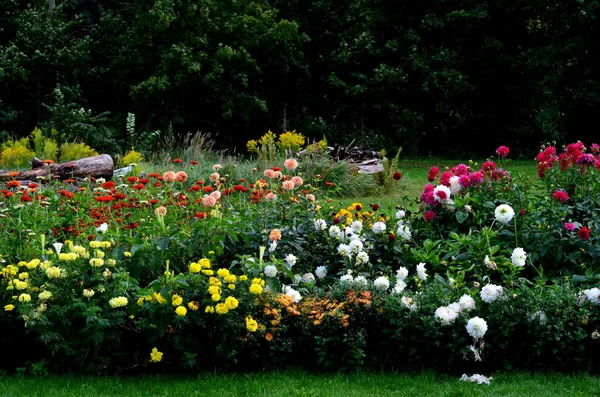 Κήπος Πολλά Πολύχρωμα Φθινοπωρινά Λουλούδια — Φωτογραφία Αρχείου