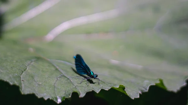 Синий Дракон Летит Большом Зеленом Листе Насекомое Природе — стоковое фото