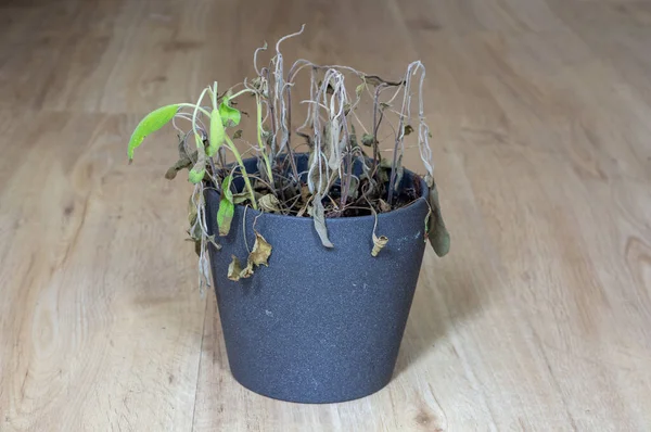 Planta Panela Murcha Planta Morta Vaso Sábio — Fotografia de Stock