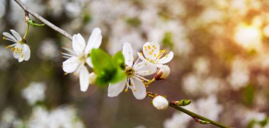 Güzel çiçek açan Japon kirazı, Sakura. Bir bahar günü çiçekli arka plan.