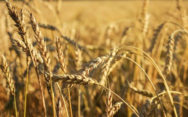 Altın olgun buğday tarlası, güneşli gün, yumuşak odak, tarım arazisi, büyüyen bitki, ekin, sonbahar doğası, hasat mevsimi konsepti