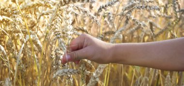 Mavi gökyüzüne karşı buğday tarlası, yakın çekimde buğday kulakları