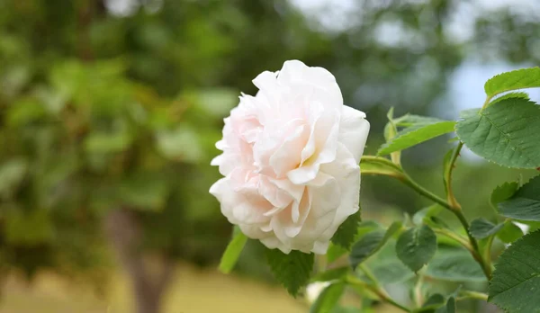 Fiore Rosa Con Rami Foglie Verdi Giardino Natura Sfondo Sfumato — Foto Stock