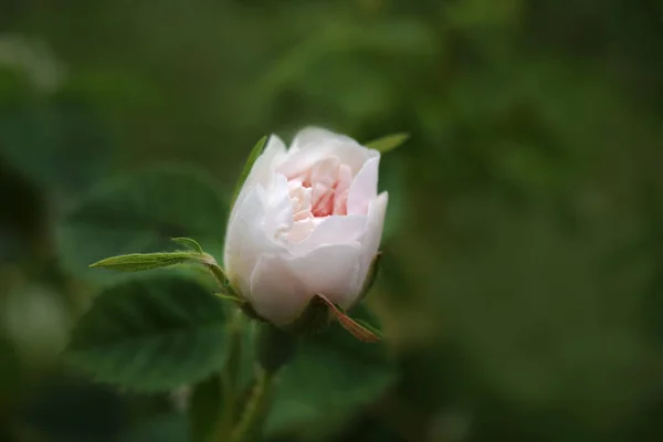 Розовый Цветок Веткой Зелеными Листьями Саду Природа Размытый Фон Мягкий — стоковое фото