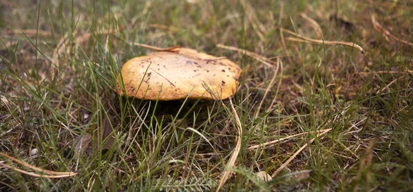 Doğadaki Mantarlar Çimlerdeki Mantarların Fotoğrafı Sonbahar Mantar Toplama Sonbahar Hasadı — Stok fotoğraf