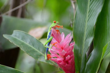 Kırmızı gözlü ağaç kurbağası.