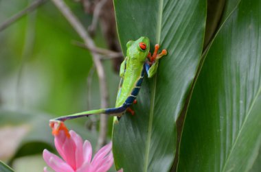 Kırmızı gözlü ağaç kurbağası.