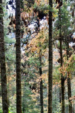 Monarch Kelebekleri El Rosario Kral Kelebeği Koruma Alanı, Meksika.