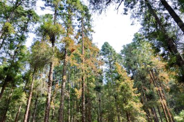 Monarch Kelebekleri El Rosario Kral Kelebeği Koruma Alanı, Meksika.