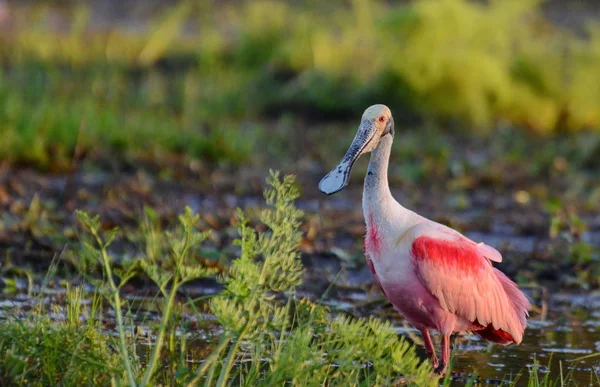 Roseate Spoonbill Moamp — Stock fotografie