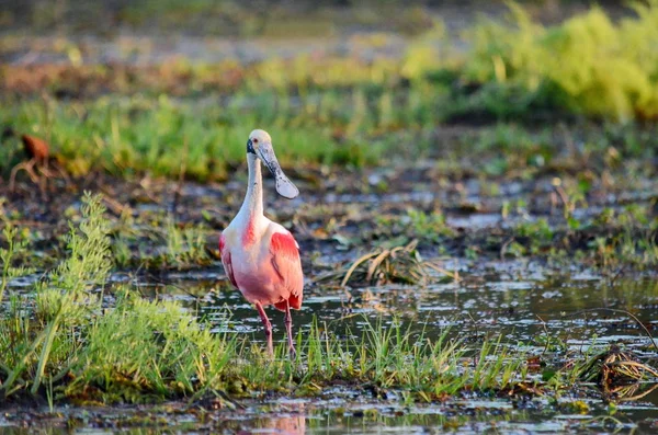 Roseate Spoonbill Moamp — Stock fotografie