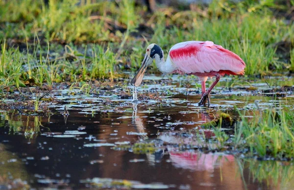 Roseate Spoonbill Moamp — Stock fotografie