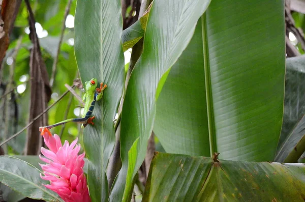 Grenouille Arbustive Aux Yeux Rouges — Photo