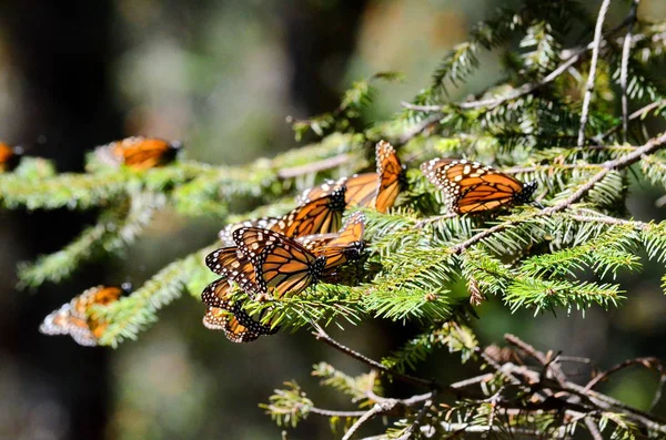 Monarch Schmetterlinge Rosario Monarch Schmetterlingsgehege Mexiko — Stockfoto