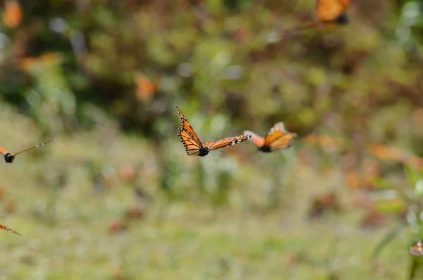 Papillons Monarques Rosario Monarch Butterfly Preserve Mexique — Photo