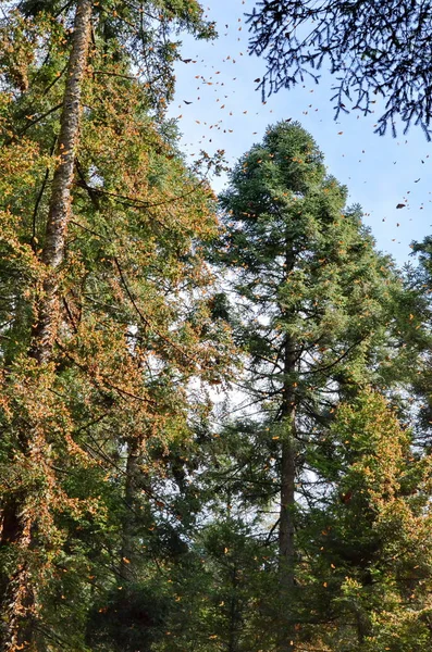 Monarch Butterflies Rosario Monarch Butterfly Preserve México — Foto de Stock