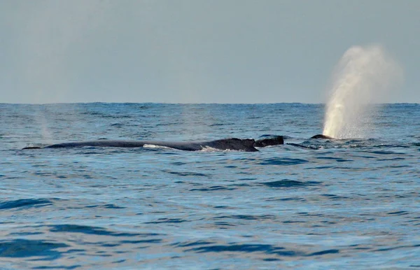 Baleia Jubarte Nadando Superfície Oceano Pacífico — Fotografia de Stock