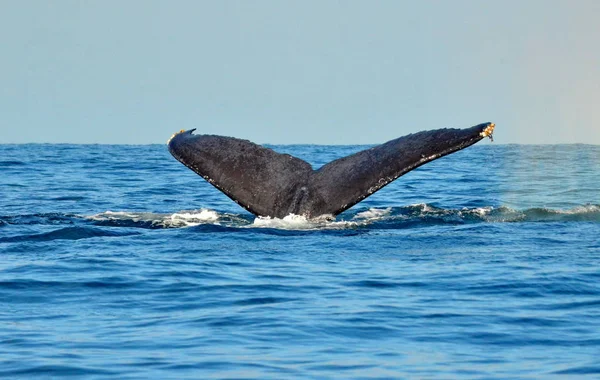 Baleia Jubarte Nadando Superfície Oceano Pacífico — Fotografia de Stock