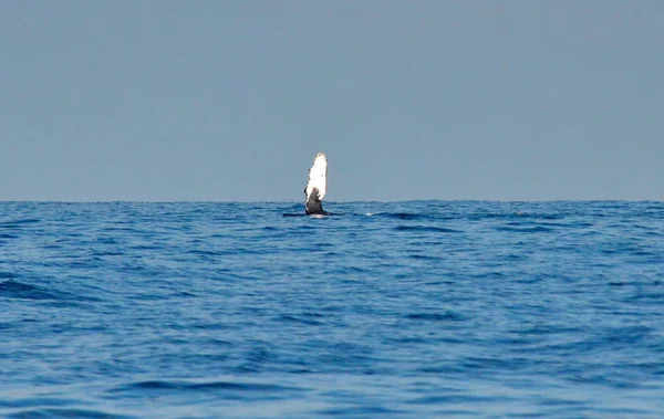 Baleia Jubarte Nadando Superfície Oceano Pacífico — Fotografia de Stock