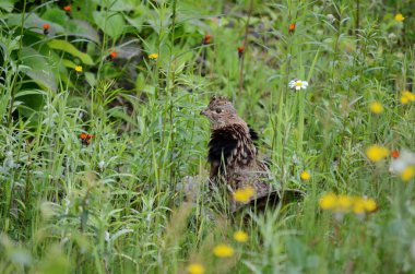 Ruffy Grouse, Algonquin, Ontario