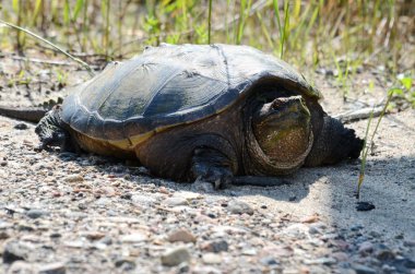 Ontario, Kanada 'da vahşi doğada kaplumbağa yakalamak