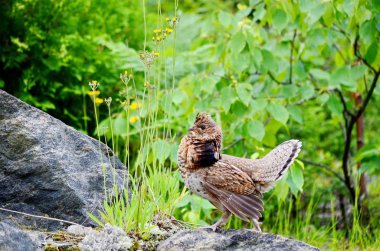 Ruffed Grouse, Algonquin, Ontario clipart