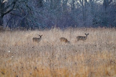 Beyaz kuyruklu geyik kışın tarlada