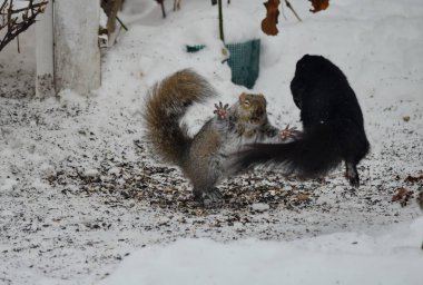 İki sincap kışın kuş yemi için kavga eder.
