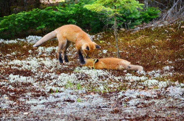 Kits Raposa Vermelha Juntos Perto Sua Toca — Fotografia de Stock