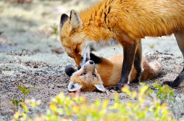 Red Fox Mother Kit — стоковое фото