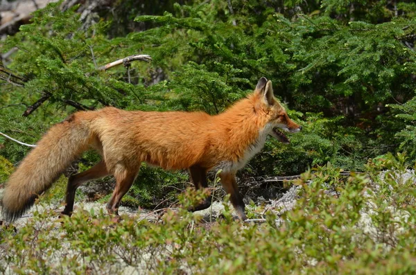 赤狐在森林里散步 — 图库照片