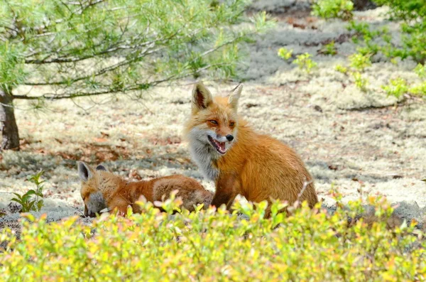 Red Fox Mãe Kit — Fotografia de Stock